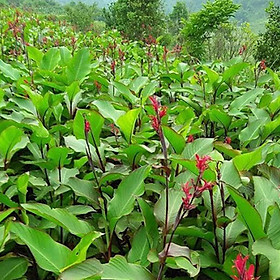 Mua Cây Dong Riềng Đỏ Khô 1Kg 981SP