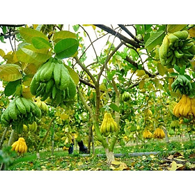 Mua Cây giống phật thủ