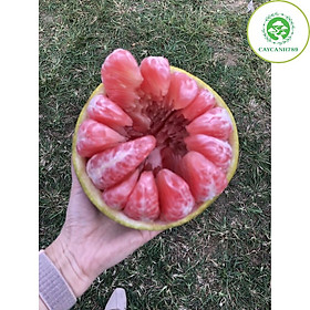 Cây bưởi Tân Lạc vỏ vàng ruột đỏ chuẩn F1 cao 1m