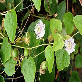 Cây Lạc Tiên (chùm bao) Khô Chữa Mất Ngủ (LẠC TIÊN)