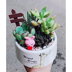 Mua Chậu sen đá mix tiểu cảnh 07