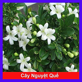 Mua Cây Nguyệt Quế hoa thơm - cây cảnh vườn + Tặng phân bón cho cây