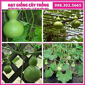 Mua Hạt giống bầu hồ lô cao sản chất lượng cao - Gói 20 hạt - dùng ăn hoặc làm bầu đựng rượu