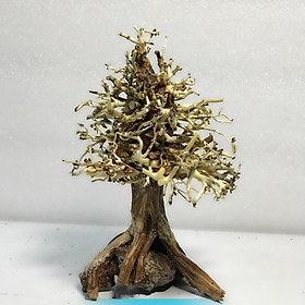 Lũa bonsai cây thông noel trang trí bể cá thuỷ sinh