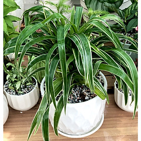 Chậu sứ cây cỏ Lan Chi tặng kèm đá trang trí