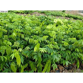 Cây SƯA ĐỎ giống - Cây giống giá trị kinh tế cao
