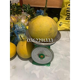 Bưởi Diễn nhà trồng gốc bưởi 10 năm tuổi tép bưởi ráo, quả gửi đã héo