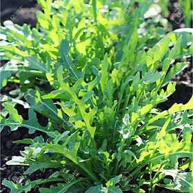 Mua Hạt giống rau thơm Wild Rocket lá nhỏ VTS125