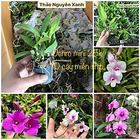 Mua Combo 10 Cây Lan Dendro Mini Nhiều Màu - Cây Con