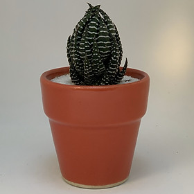 Chậu Sứ - 7x7x7 Cm - Mầu Đỏ – Dáng Trôn Ốc - Chậu Gốm Bát Tràng Trồng Cây Mini Để Bàn, Tiểu Cảnh Terrarium, Sen Đá & Xương Rồng