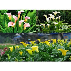 Hoa RUM - Củ giống HOA RUM đủ màu, củ to khỏe, hoa cực đẹp, vẻ đẹp thuần khiết