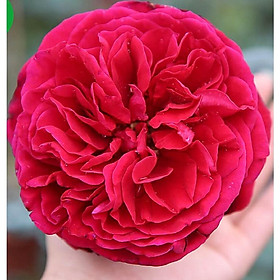Hoa Hồng ngoại thân tree gỗ Red Royal cao 90cm