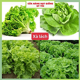 Mua Gói 10 Gram Hạt Giống Xà Lách Xoăn Xanh + Mỡ (2 loại rau) Chịu nhiệt tốt kháng bệnh cao