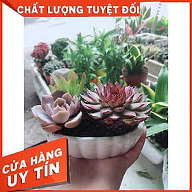 Chậu Sen Đá Mix Nhiều Người Mua