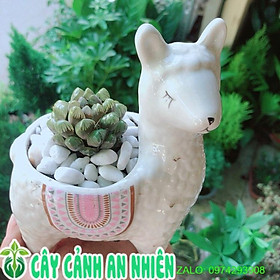 Chậu Cây Kim Cương Cừu Trắng