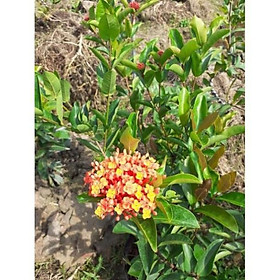 Mua Trang sen màu vàng cam lá trung