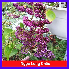 Cây Ngọc Long Châu - cây cảnh vườn + tặng phân bón cho cây