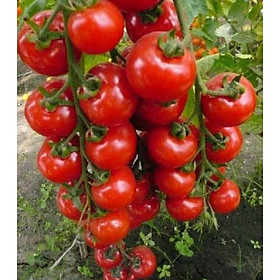 Hạt giống cà chua bi chùm quả đỏ - Gói 20 hạt/tặng kèm gói phân bón lót
