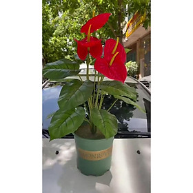 Cây hồng môn giả cao 60cm 5 hoa đỏ tươi tán lá xanh mướt hàng cao ấp loại 1