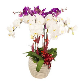 Chậu hoa tươi - Chậu Lan Hồ Điệp "Sang Trọng & Tinh Tế" 4023