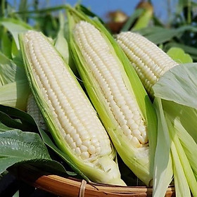 Mua Hạt giống Bắp nếp
