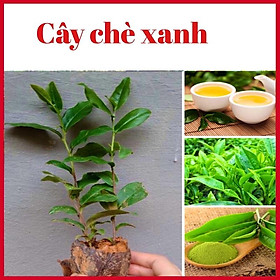 Mua Cây chè xanh Thái Nguyên đã có hoa  cao 35-50cm (ảnh thật hình cuối)