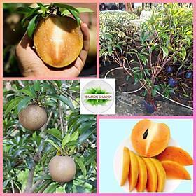 ️Cây giống Hồng Xiêm Mexico️Sapoche_ Cây giống to khỏe, nhiều nhánh cao 80-100cm cho trái sau 12 tháng