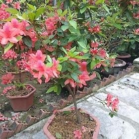 Mua CÂY HOA ĐỖ QUYÊN