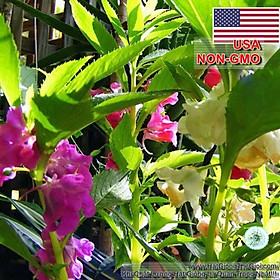 500.HẠT Hạt Giống Hoa Móng Tay Lùn 30cm Mix (| B6*V42)