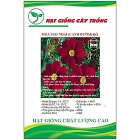Hạt giống hoa cúc sao nhái đỏ CT42 - Gói 50 hạt