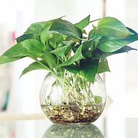 Mua Chậu thuỷ tinh cây trầu bà xanh thuỷ canh tặng kèm đá trang trí