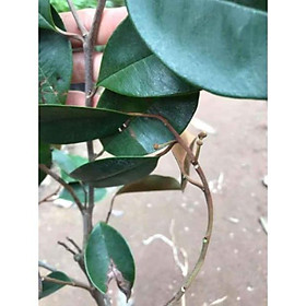 Combo 2 Cây Giống Vú Sữa Lò Rèn