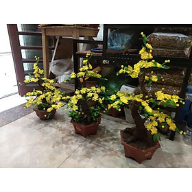 Mua Cánh mai - đào đục 100g