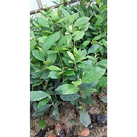 Mua combo 10 bầu cây giống cây trà (chè ) xanh