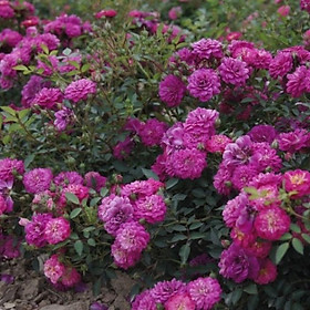 Hoa hồng ngoại leo  Purple Rain – cây to, già cây, trồng bịch vải