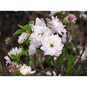 1 chậu cây size to hoa Nhất chi mai