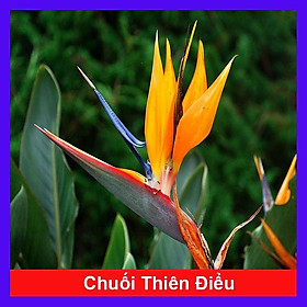 Cây chuối thiên điểu - cây chuối mỏ két