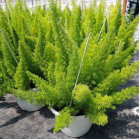 Mua Cây Đuôi Chồn Chậu Treo