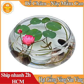 Hình ảnh Hạt giống Hoa Sen Mini Nhật, Trồng Trong Chậu nuôi Cá Làm Phong Thủy Tuyệt Đẹp (Màu Ngẫu Nhiên) - Nông Sản Vàng