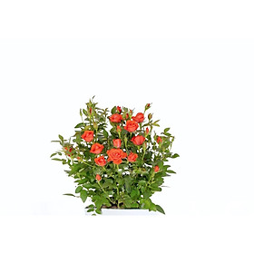 Cây hoa hồng đỏ siêu bông