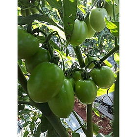 Bộ 1 gói Hạt giống cà chua bi xanh
