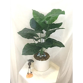 Mua Cây trầu bà cao 70cm  18 lá- Cây trang trí