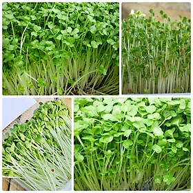 Mua Hạt giống rau mầm củ cải 50gr - Trắng
