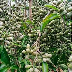Mua cây dổi ghép cho trái sau 4 năm