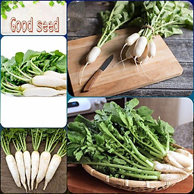 Mua hạt giống cải củ muối dưa