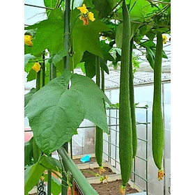 Mua 1 Gram Hạt Giống Mướp Hương Xanh Trái Dài Rạng Đông