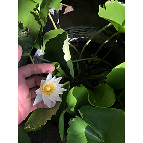Chậu hoa water lily hoa màu trắng