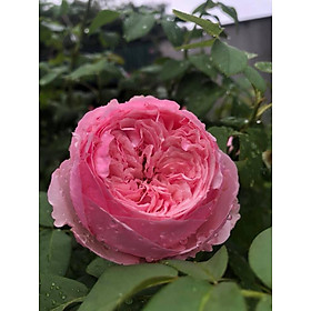 Chậu cây hoa hồng ngoại CAREY - Thang Long Flower