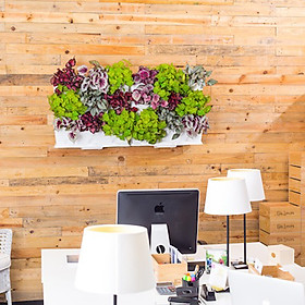 KHUNG TRỒNG CÂY, TRỒNG RAU SẠCH ĐỨNG TẠI NHÀ CỦA CHÂU ÂU (3 khung xếp chồng lên nhau với 9 lỗ trồng và 1 khay chứa nước)