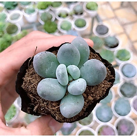 Mua Sen Đá Sỏi Xanh